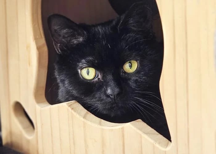 Leo Available More Information, male young Domestic Shorthair for adoption at RSPCA Danaher Animal Home, Braintree