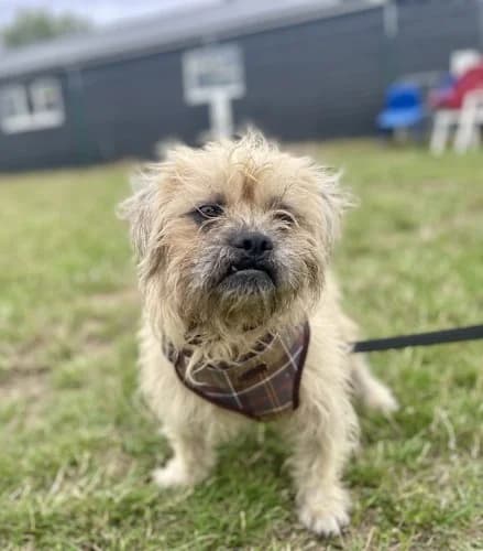 Toto, male young Shih Tzu for adoption at RSPCA Danaher Animal Home, Braintree