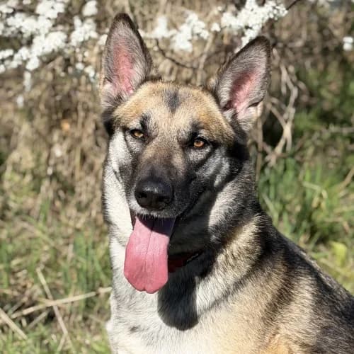 Bella, female 4yo mixed breed for adoption at RSPCA Danaher Animal Home, Braintree