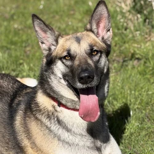 Bella
									
																		
									
										Being Assessed
									
									
									
, tan female mixed breed for adoption at RSPCA Danaher Animal Home, Braintree — photo 3 of 8