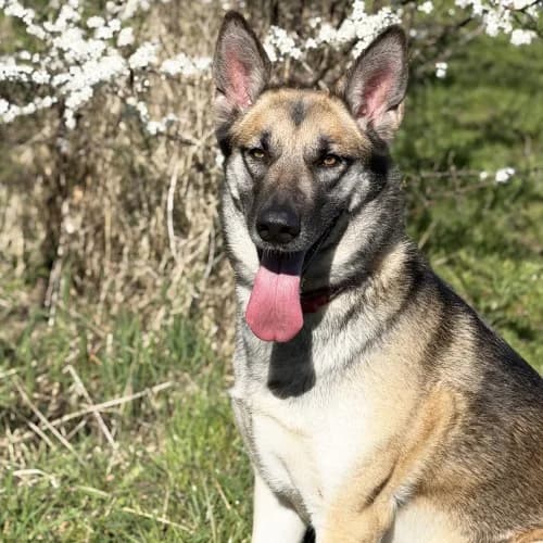 Bella
									
																		
									
										Being Assessed
									
									
									
, tan female mixed breed for adoption at RSPCA Danaher Animal Home, Braintree — photo 5 of 8