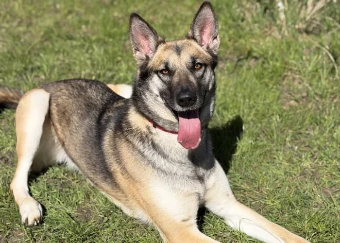 Bella
									
																		
									
										Being Assessed
									
									
									
, tan female mixed breed for adoption at RSPCA Danaher Animal Home, Braintree — photo 7 of 8