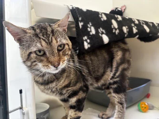 Nacho, male Mixed Breed Cat for adoption at RSPCA Danaher Animal Home, Braintree