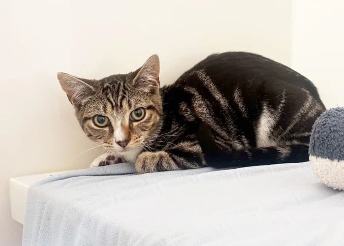 Thistle, male puppy Mixed Breed Cat for adoption at RSPCA Danaher Animal Home, Braintree