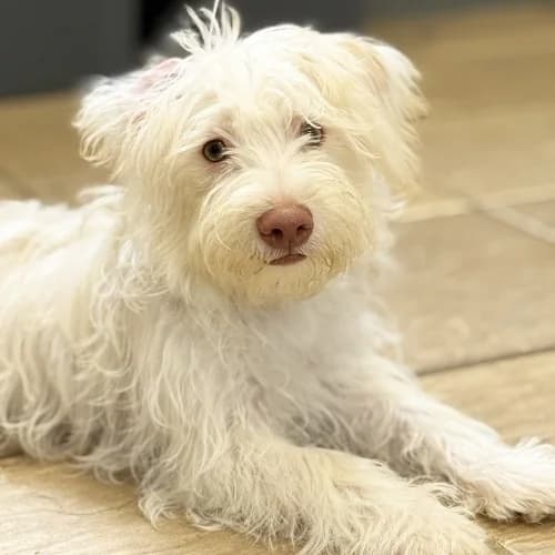 Jim, male puppy mixed breed for adoption at RSPCA Danaher Animal Home, Braintree