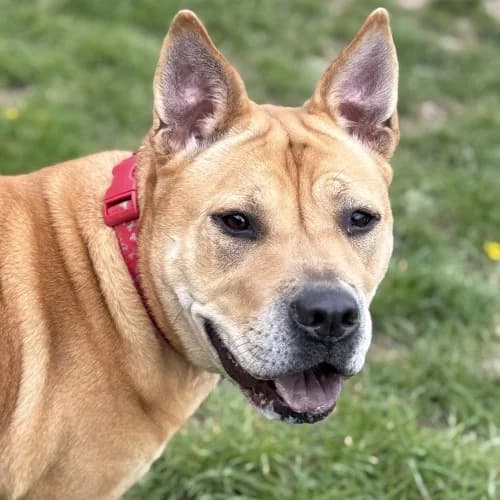 Nala Available More Information, female 3yo Chow Chow for adoption at RSPCA Danaher Animal Home, Braintree