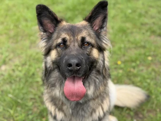 Ruby, female 4yo mixed breed for adoption at RSPCA Danaher Animal Home, Braintree