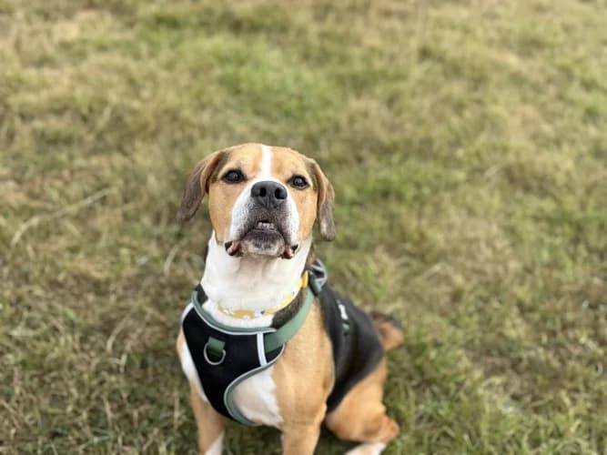 Squid, male senior Staffordshire Bull Terrier for adoption at RSPCA Danaher Animal Home, Braintree