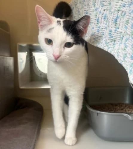 Rob Available More Information, male puppy Mixed Breed Cat for adoption at RSPCA Danaher Animal Home, Braintree