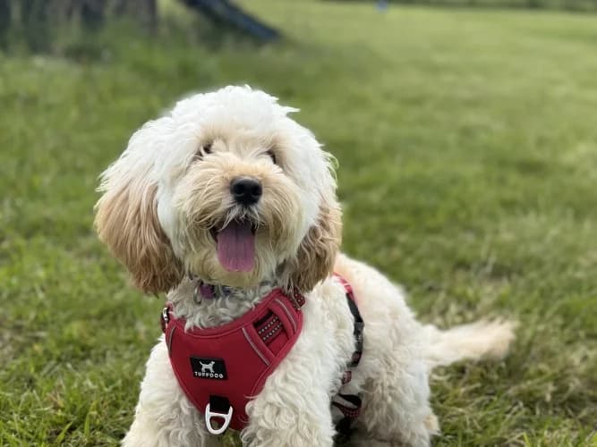 Belle, female puppy Cockapoo for adoption at RSPCA Danaher Animal Home, Braintree