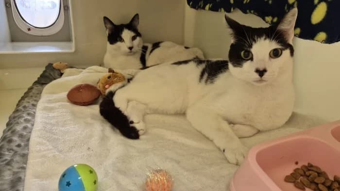 Bill & Ben, male young Mixed Breed Cat for adoption at RSPCA Danaher Animal Home, Braintree
