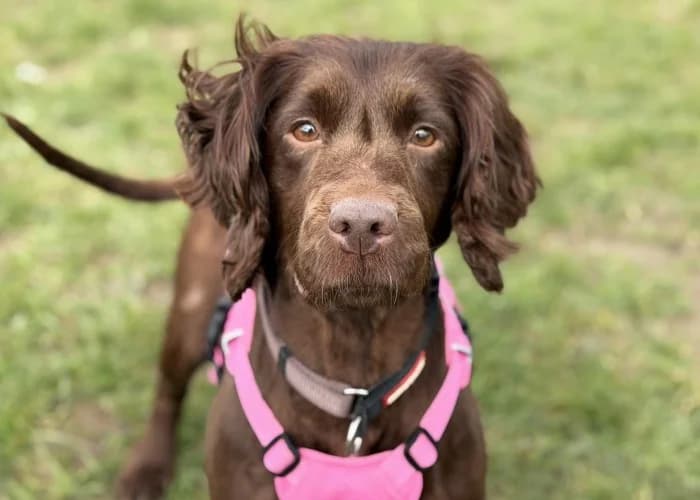 Lady
									
																		
									
										Temporarily Reserved
									
									
					, female Cocker Spaniel for adoption at Braintree