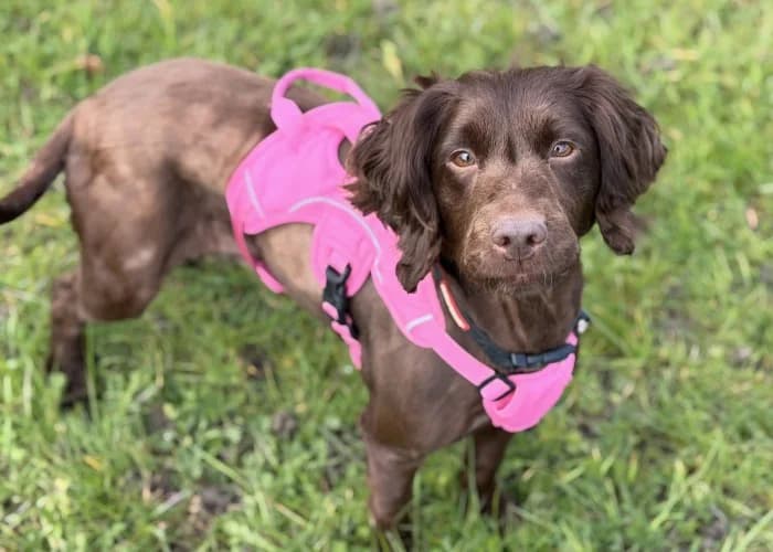Lady
									
																		
									
										Temporarily Reserved
									
									
					, female Cocker Spaniel for adoption at RSPCA Danaher Animal Home, Braintree — photo 2 of 5