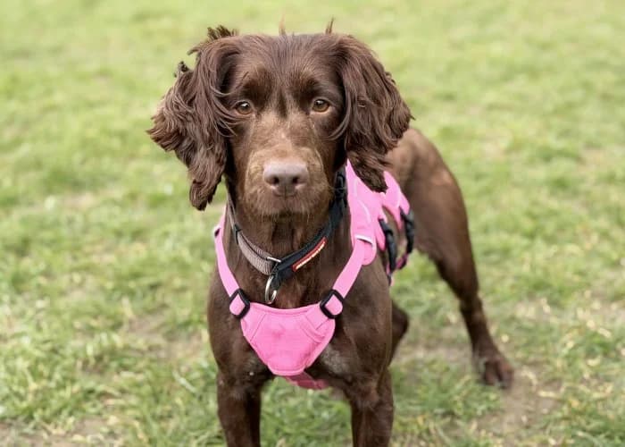 Lady
									
																		
									
										Temporarily Reserved
									
									
					, female Cocker Spaniel for adoption at RSPCA Danaher Animal Home, Braintree — photo 3 of 5