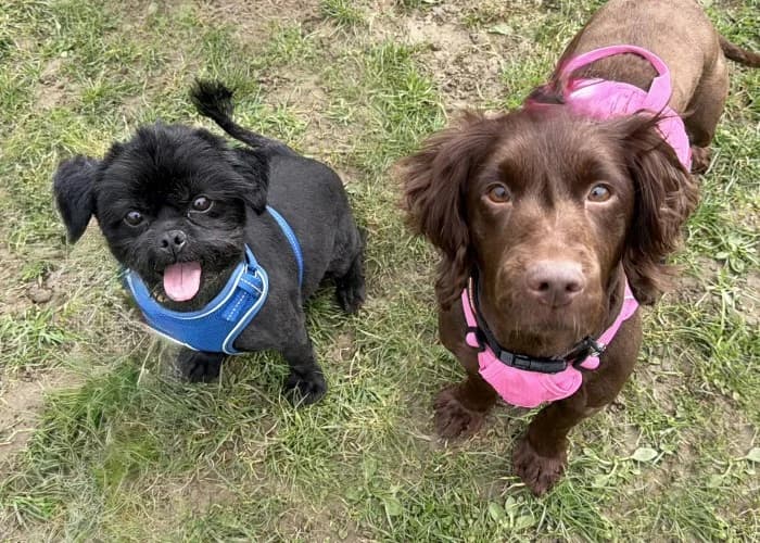 Lady
									
																		
									
										Temporarily Reserved
									
									
					, female Cocker Spaniel for adoption at RSPCA Danaher Animal Home, Braintree — photo 4 of 5