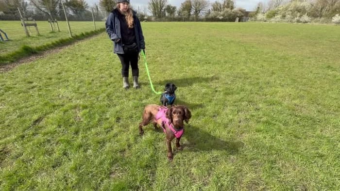 Lady
									
																		
									
										Temporarily Reserved
									
									
					, female Cocker Spaniel for adoption at RSPCA Danaher Animal Home, Braintree — photo 5 of 5