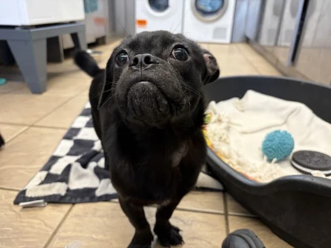 Orion, Pug (RSPCA Danaher Animal Home)