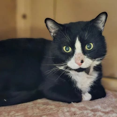 Miso Available More Information, male 3yo Mixed Breed Cat for adoption at RSPCA Danaher Animal Home, Braintree