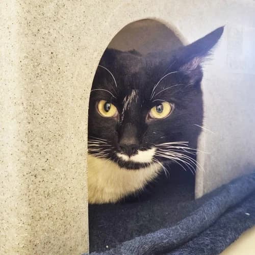 Stitch, male Mixed Breed Cat for adoption at RSPCA Danaher Animal Home, Braintree