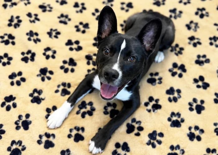 Vinny, Husky (RSPCA Danaher Animal Home)