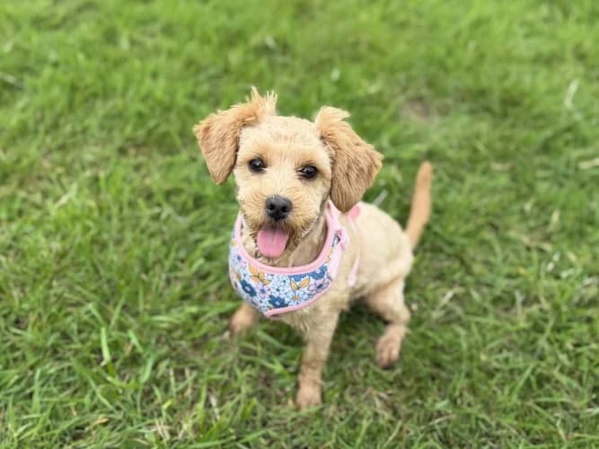 Willow, female puppy Poodle for adoption at RSPCA Danaher Animal Home, Braintree