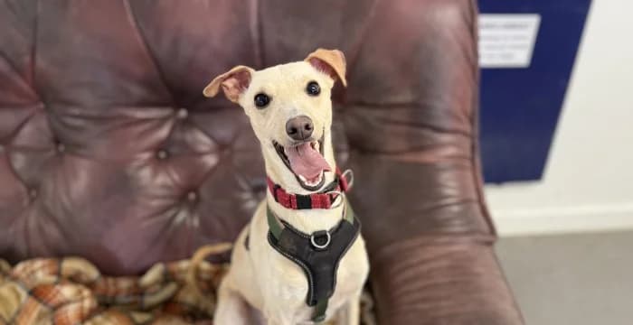 Will, male puppy Whippet for adoption at RSPCA Danaher Animal Home, Braintree