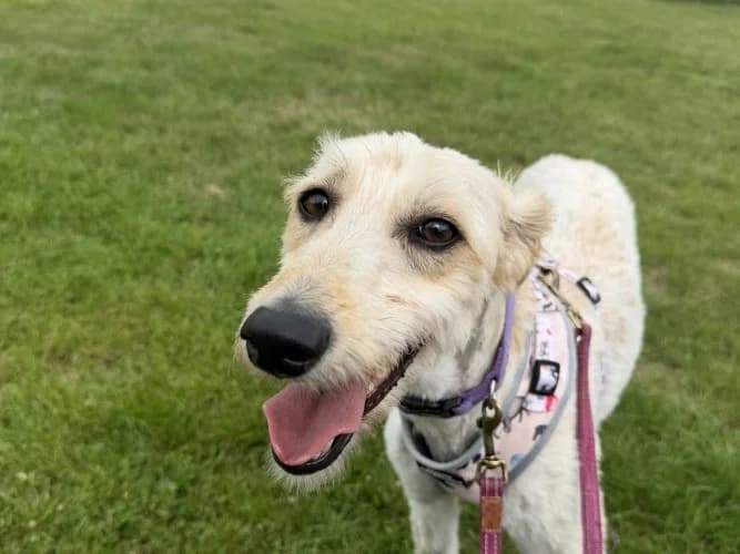 Petal, female young Lurcher for adoption at RSPCA Danaher Animal Home, Braintree