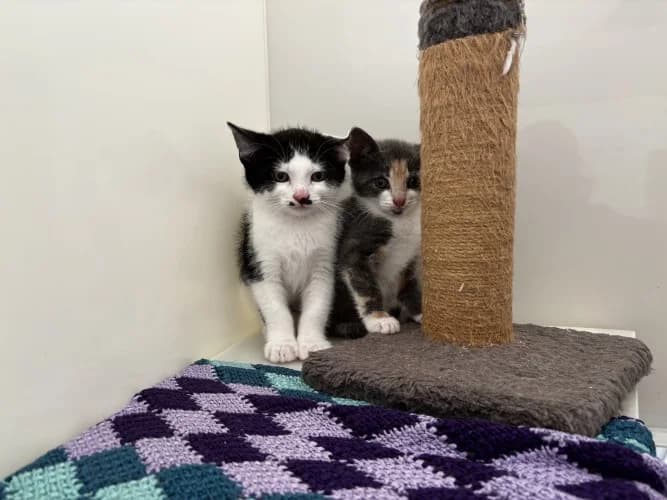 Kane, Mainoo, Toone, Saka,  Mixed Breed Cat for adoption at RSPCA Danaher Animal Home, Braintree