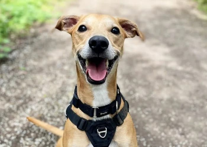 Rolo Available More Information, male 4yo Saluki for adoption at RSPCA Danaher Animal Home, Braintree