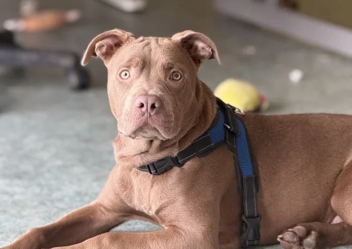 Gregory, male puppy Mixed Breed for adoption at RSPCA Danaher Animal Home, Braintree