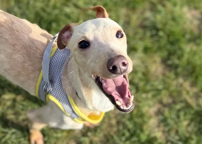 Will Applications Closed More Information, male puppy Whippet for adoption at RSPCA Danaher Animal Home, Braintree