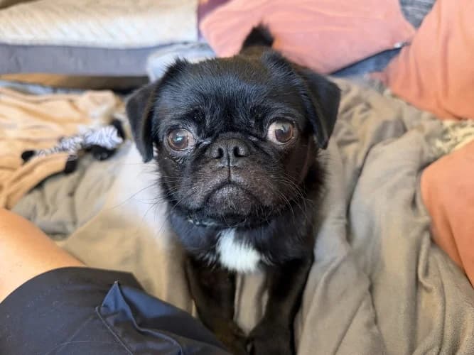 Reggie, male 3yo Pug for adoption at RSPCA Danaher Animal Home, Braintree