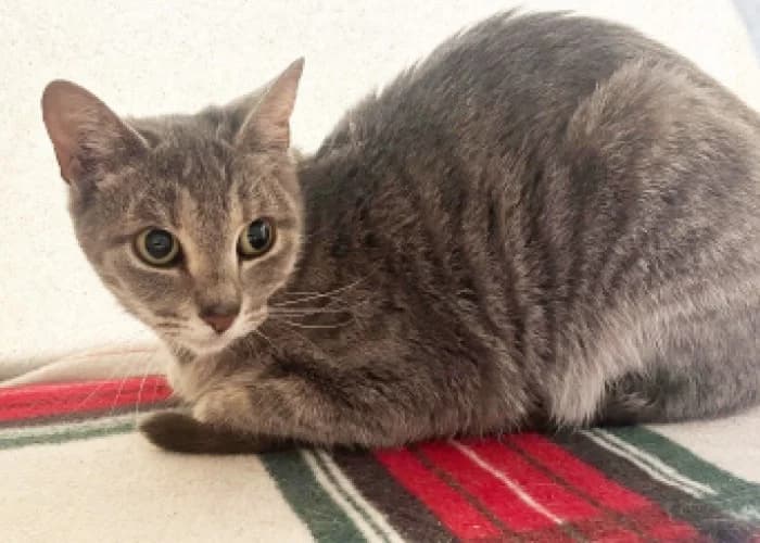 Clover, female young Mixed Breed Cat for adoption at RSPCA Danaher Animal Home, Braintree