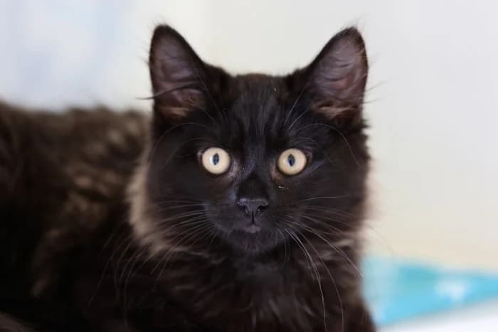 Cola & Capri, Mixed Breed Cat (RSPCA Danaher Animal Home)
