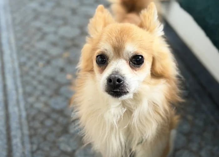 Gilbert, Pomeranian (RSPCA Danaher Animal Home)