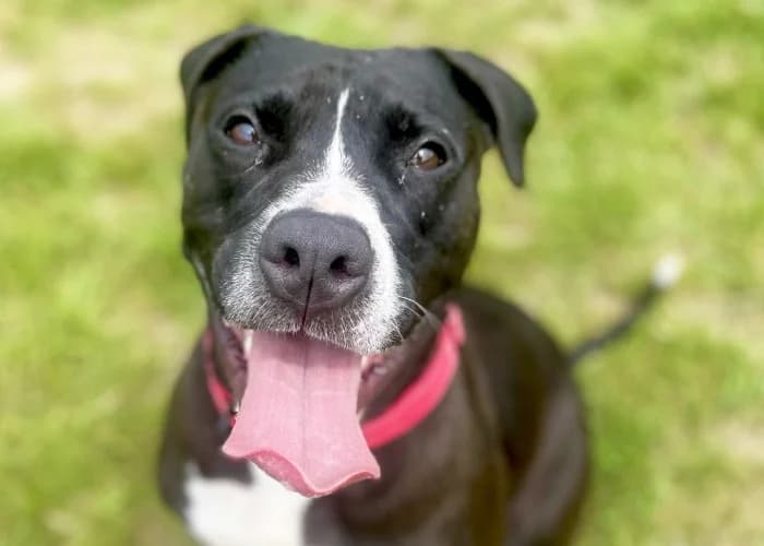 Nala, female mixed breed for adoption at RSPCA Danaher Animal Home, Braintree