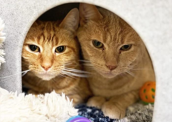 Fred & George,  Mixed Breed Cat for adoption at RSPCA Danaher Animal Home, Braintree