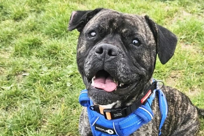 Saint, male Staffordshire Bull Terrier for adoption at RSPCA Danaher Animal Home, Braintree