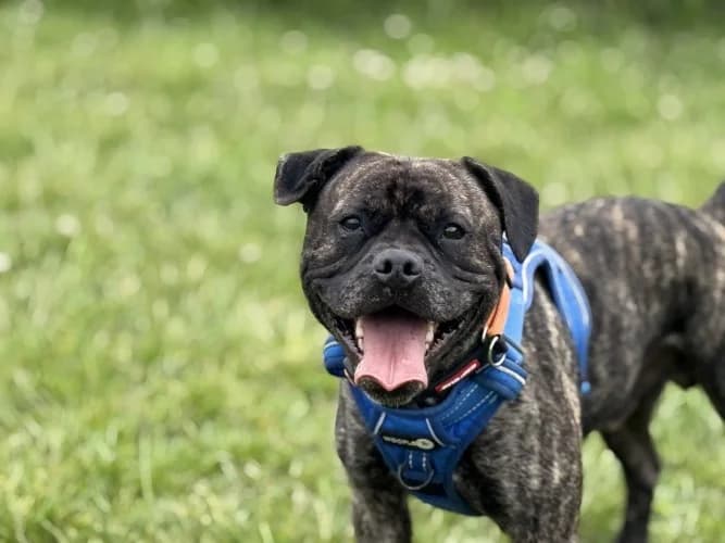 Saint, male Staffordshire Bull Terrier for adoption at RSPCA Danaher Animal Home, Braintree