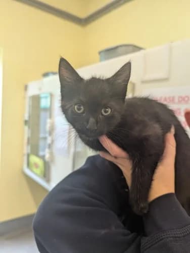 Magic, male puppy Mixed Breed Cat for adoption at RSPCA Danaher Animal Home, Braintree