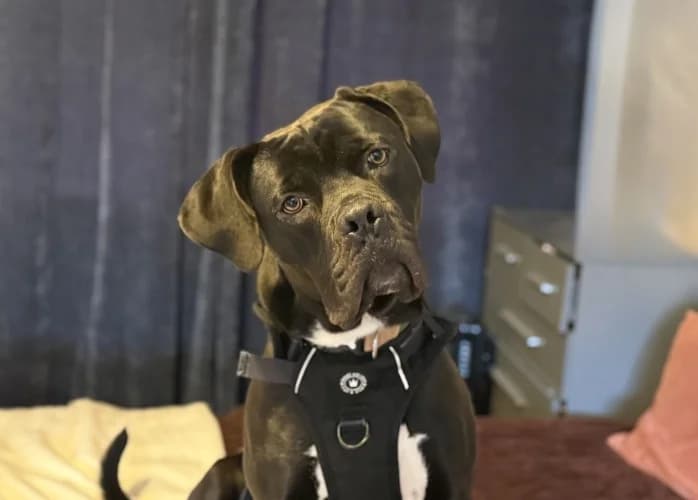 Ghost, male Cane Corso for adoption at RSPCA Danaher Animal Home, Braintree