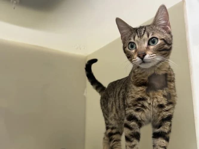 Baloo, male puppy Bengal for adoption at RSPCA Danaher Animal Home, Braintree