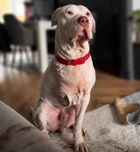 Chester, male 4yo Staffordshire Bull Terrier for adoption at RSPCA Danaher Animal Home, Braintree