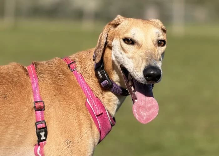 Betty, female puppy mixed breed for adoption at RSPCA Danaher Animal Home, Braintree