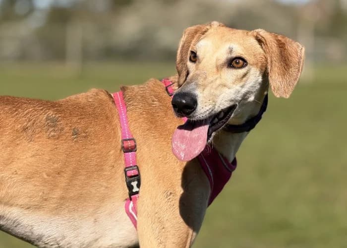 Betty
									
																		
									
										Available
									
									
									
					, yellow female mixed breed for adoption at RSPCA Danaher Animal Home, Braintree — photo 3 of 11