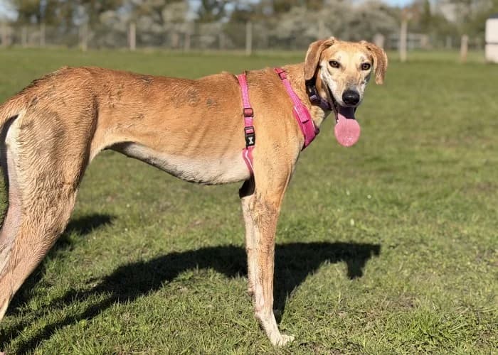 Betty
									
																		
									
										Available
									
									
									
					, yellow female mixed breed for adoption at RSPCA Danaher Animal Home, Braintree — photo 5 of 11