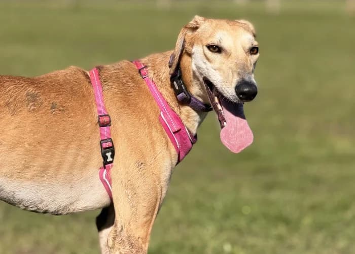 Betty
									
																		
									
										Available
									
									
									
					, yellow female mixed breed for adoption at RSPCA Danaher Animal Home, Braintree — photo 7 of 11
