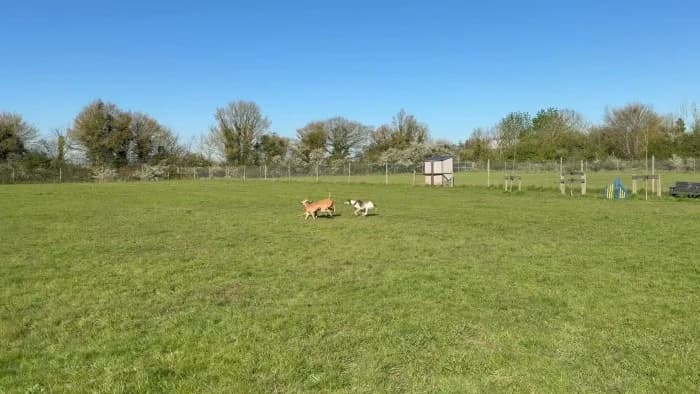 Betty, female puppy mixed breed for adoption at RSPCA Danaher Animal Home, Braintree