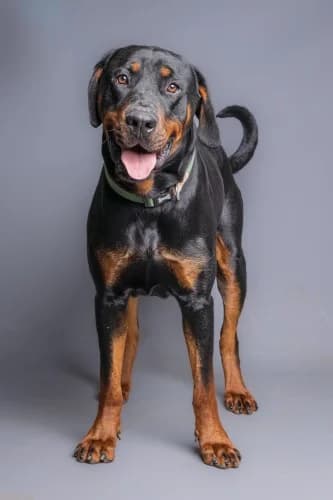 Sora Available More Information, male young Rottweiler for adoption at RSPCA Danaher Animal Home, Braintree
