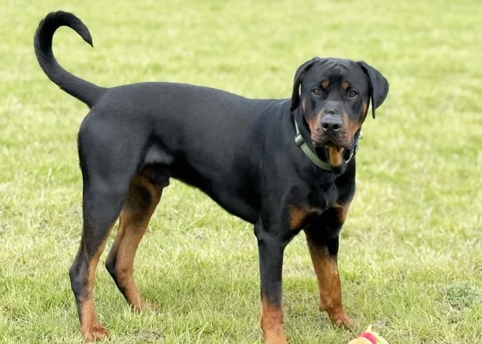 Sora
									
																		
									
										Available
									
									
									
						, black male Rottweiler for adoption at RSPCA Danaher Animal Home, Braintree — photo 7 of 11